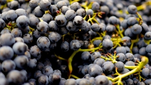 Dark Radiance Uncorked: Discovering the Brilliance of Sable Grapes