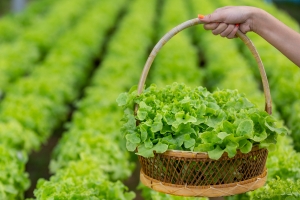 Lettuce and Gut Health: How Greens Can Boost Your Digestive System